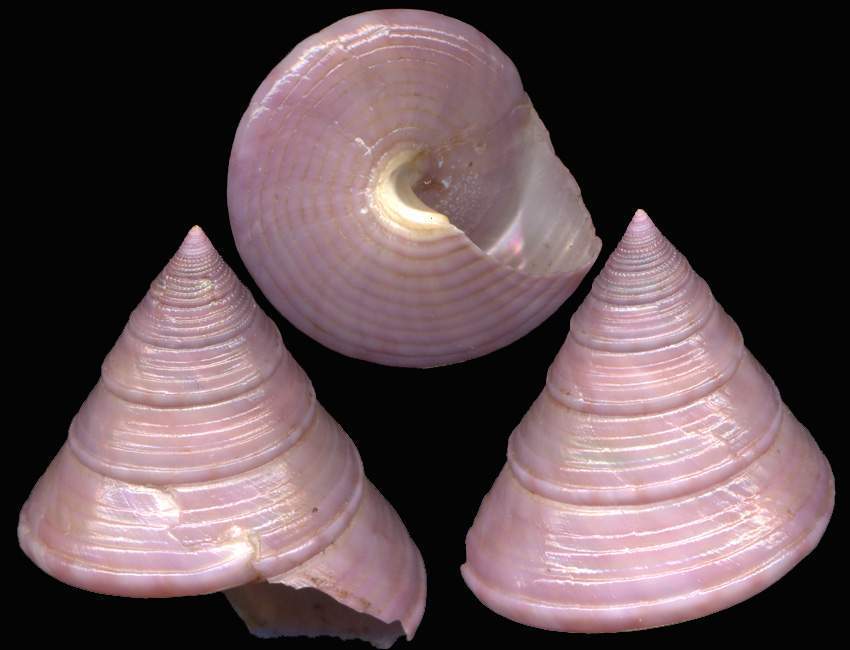 Calliostoma conolum viola & Raphitoma bicolor